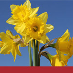 Easter flowers
